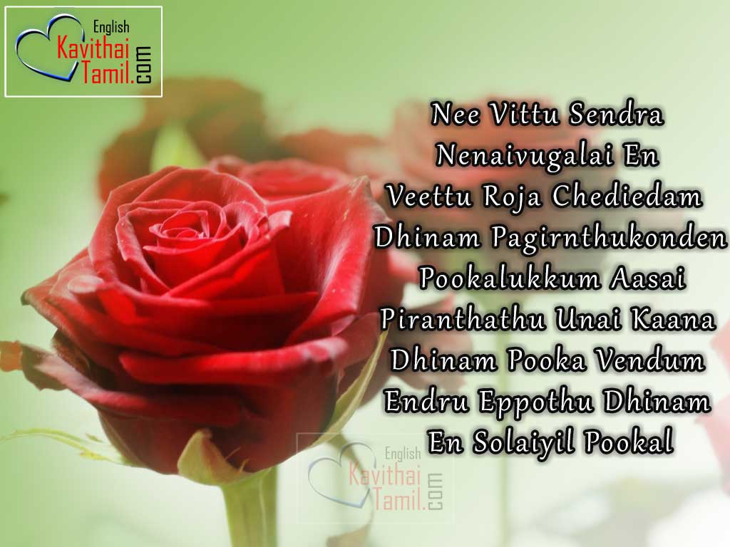 Lovely Quotes Tamil Kadhal Roja Kavithaigal In English Letters With Rose Pictures For Share in Facebook 